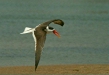 Indian Skimmer, Chambal River, Uttar Pradesh, India